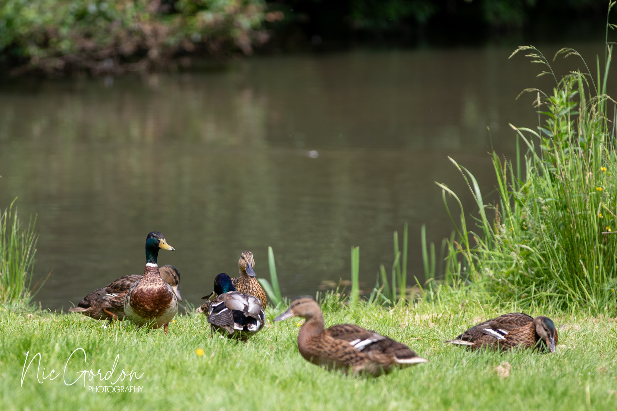 Glasgow GIAB Open 2024