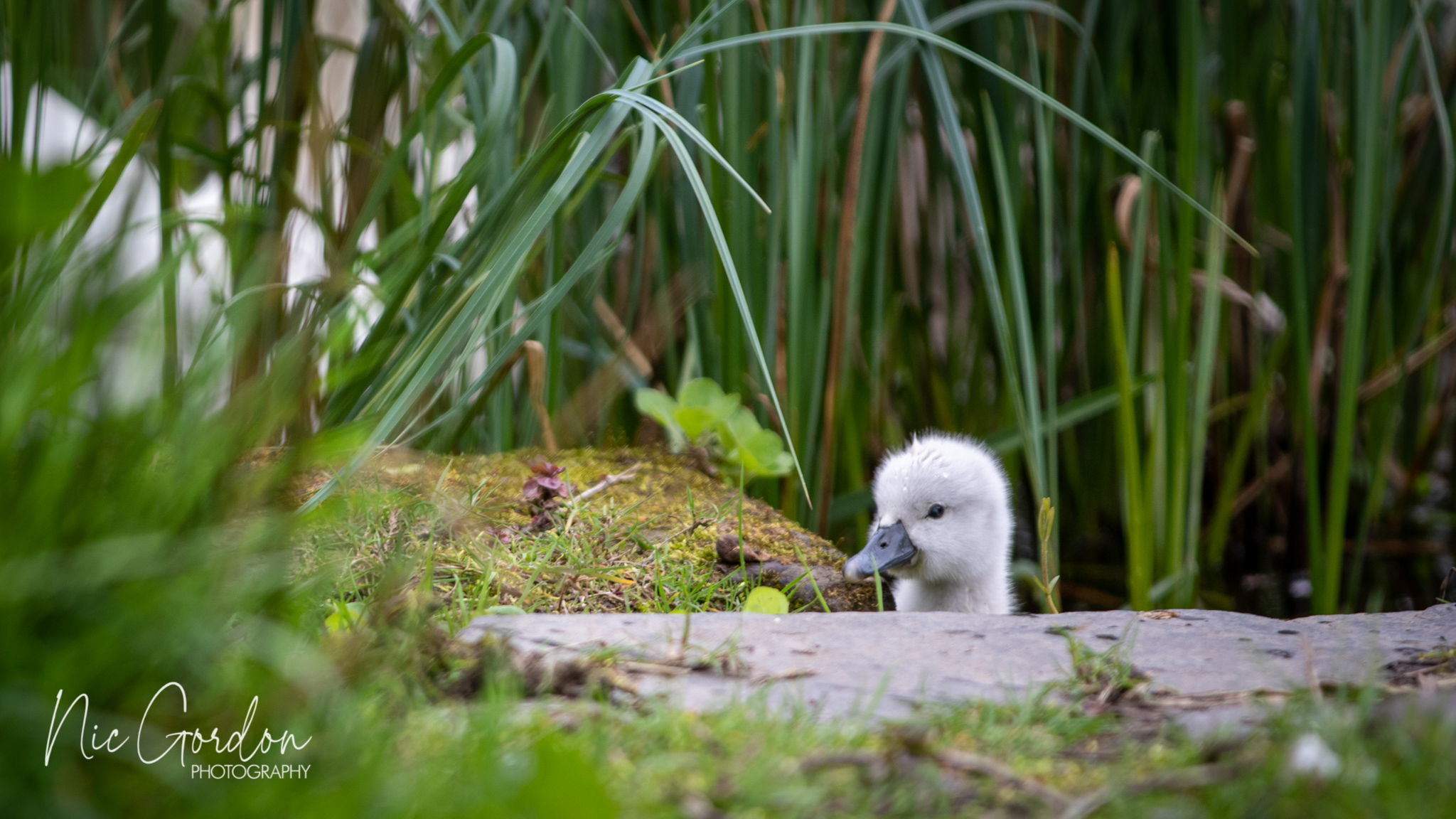 Glasgow GIAB Open 2022 2189