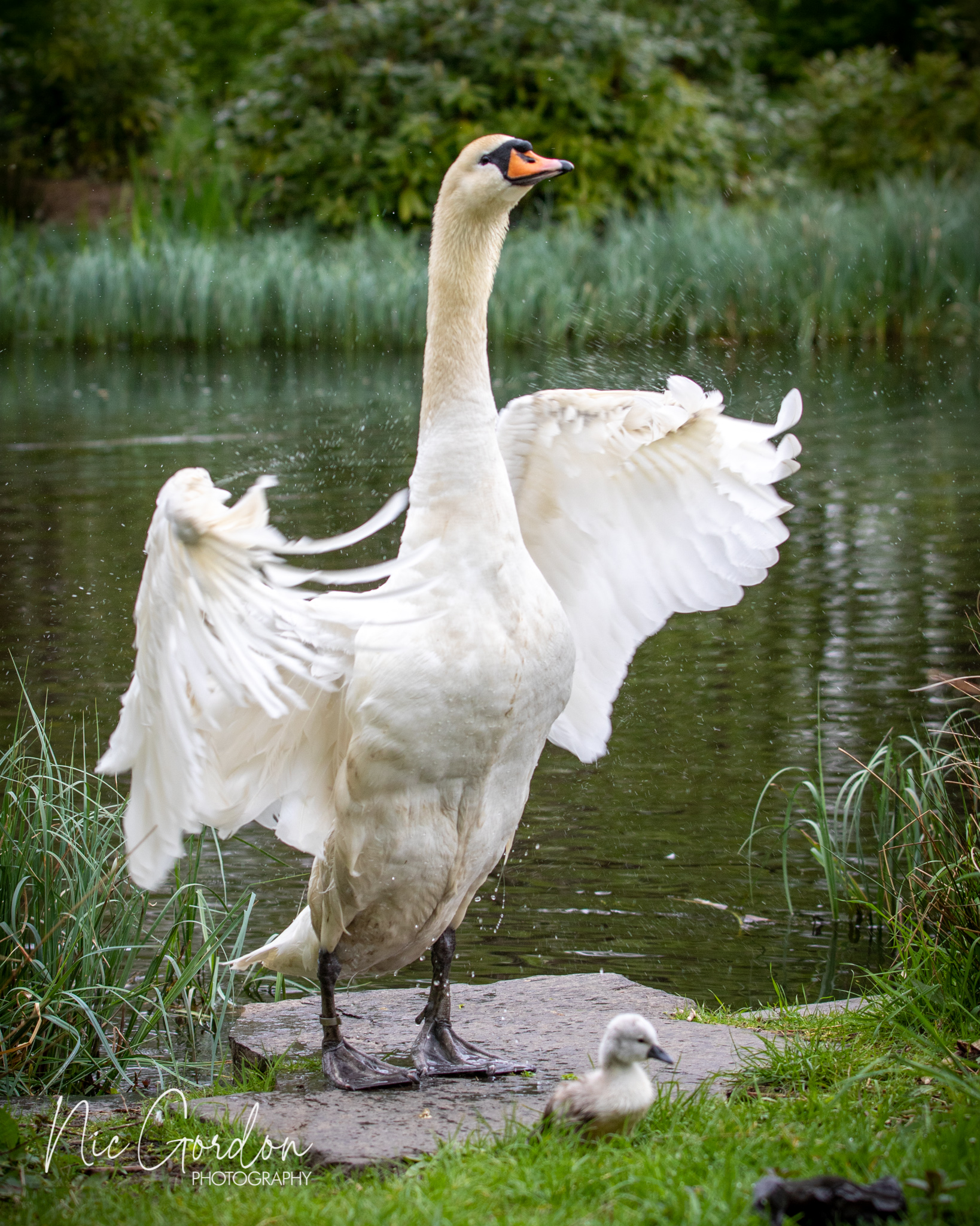 Glasgow GIAB Open 2022 2197