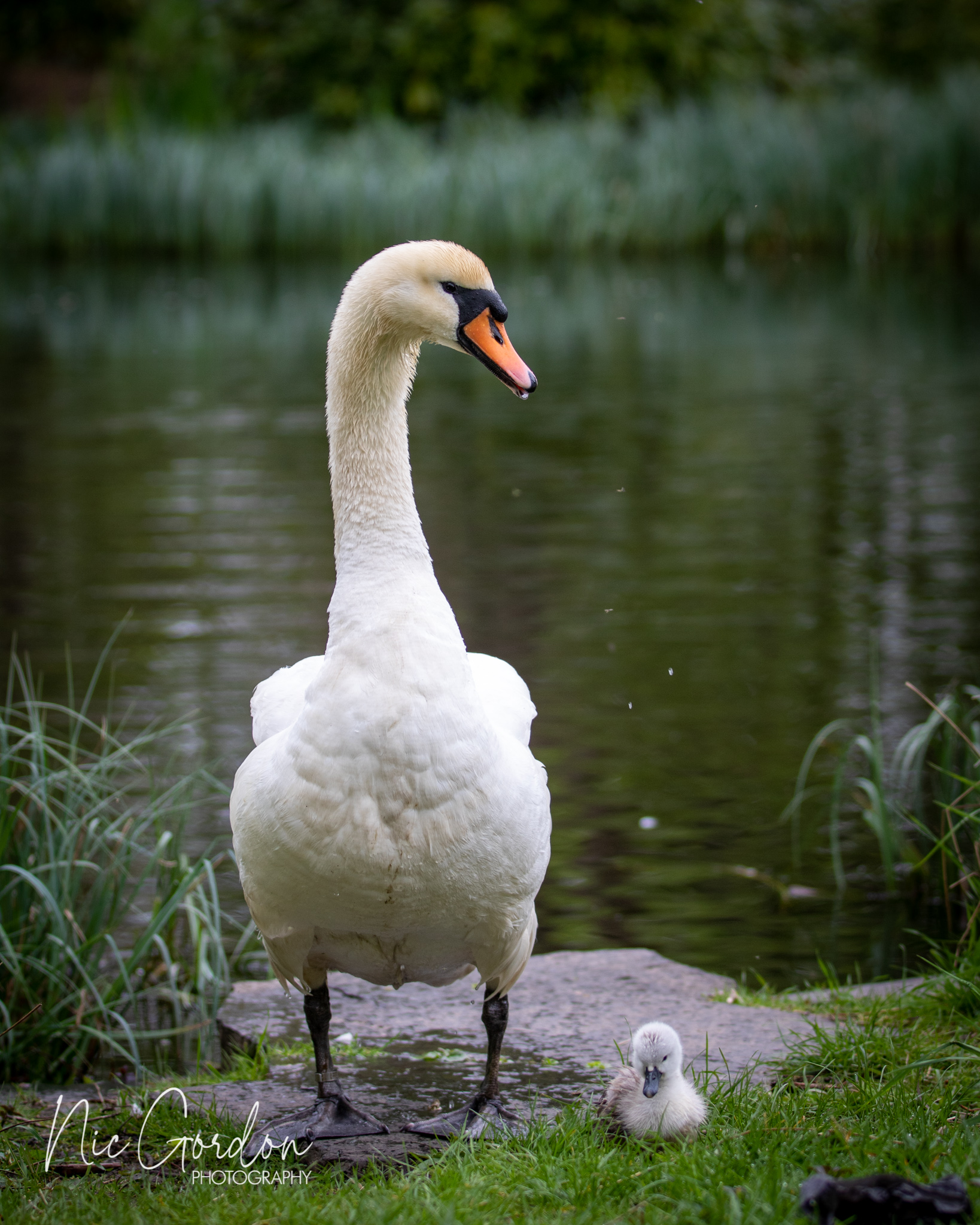 Glasgow GIAB Open 2022 2203